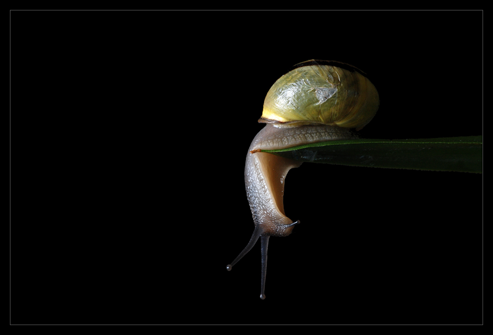 schnecke2