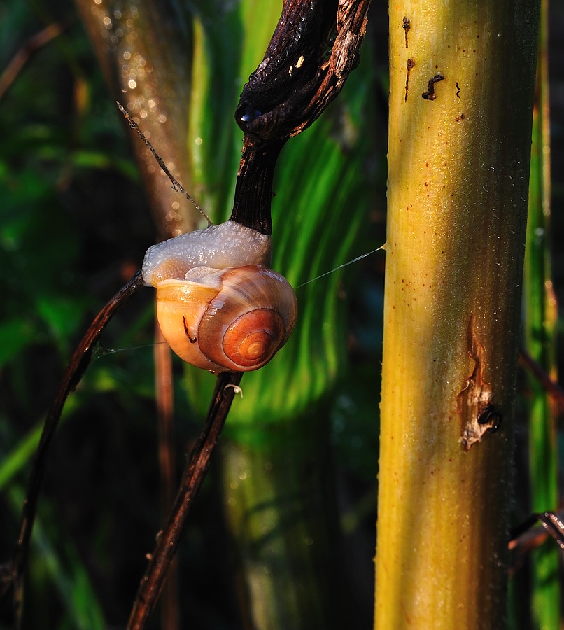 SchneckeimMorgenlicht