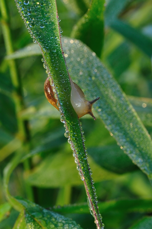 SchneckeimMorgentau