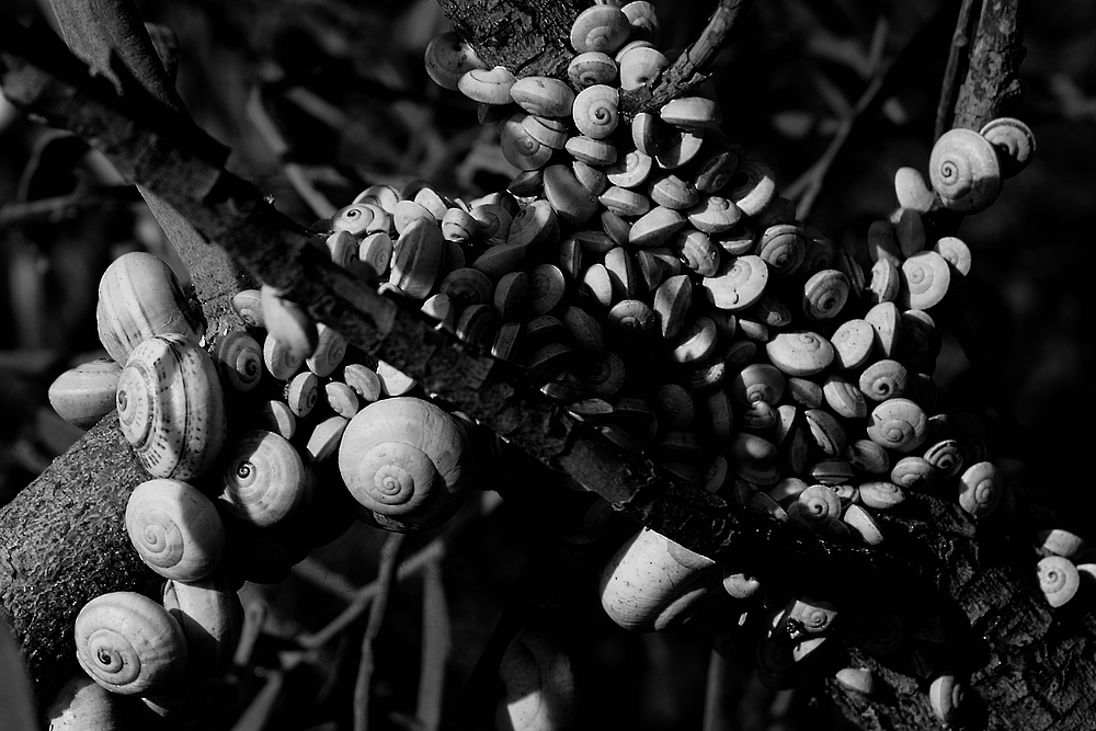 schnecken