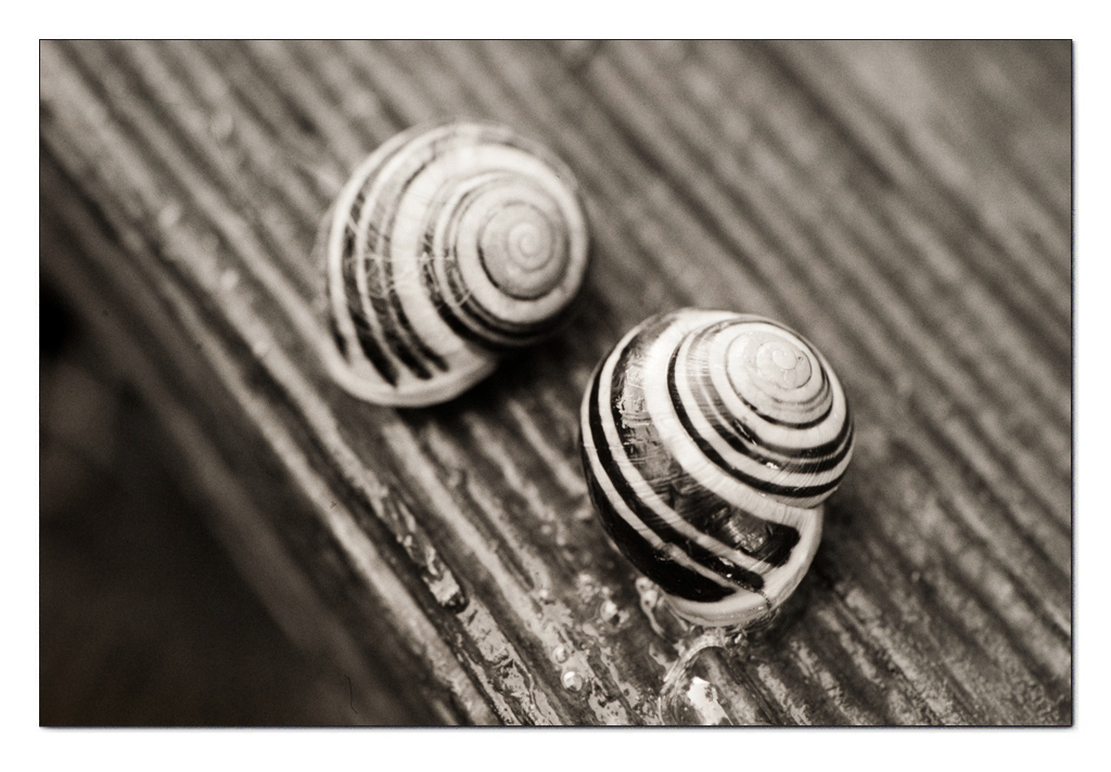 Schnecken