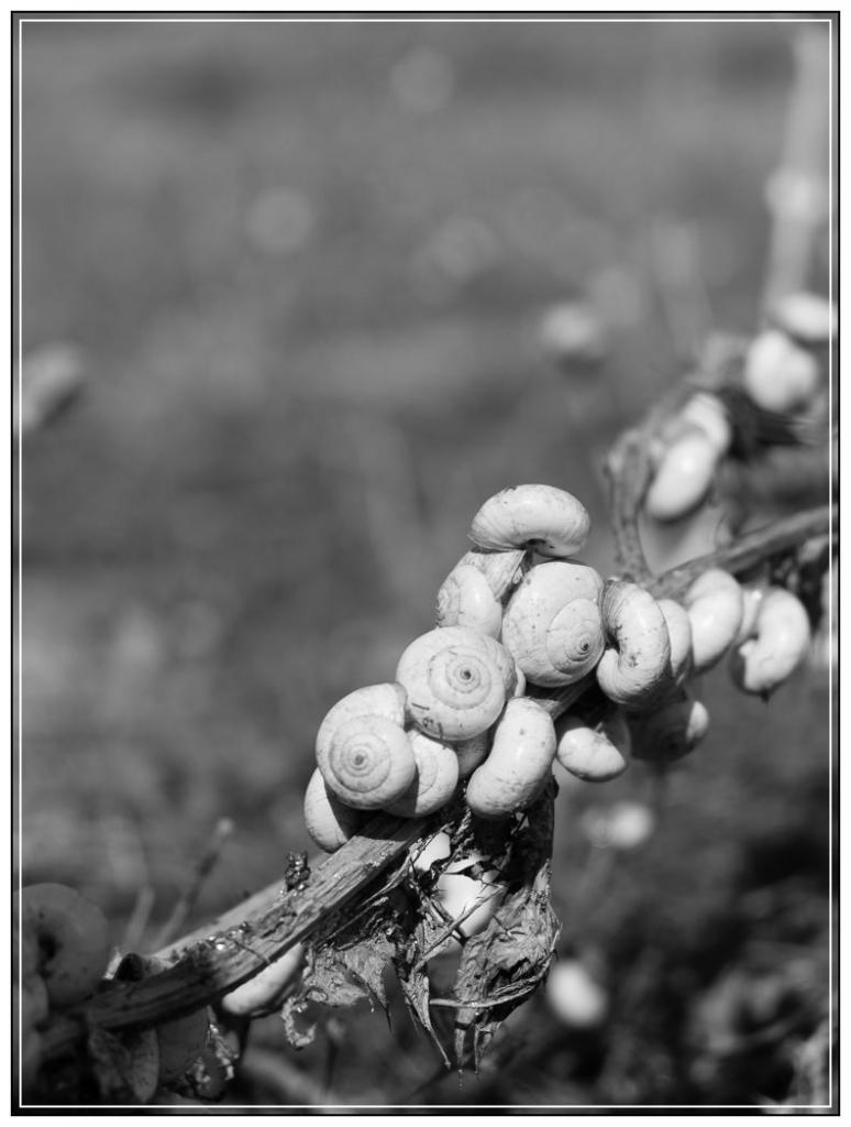 Schnecken