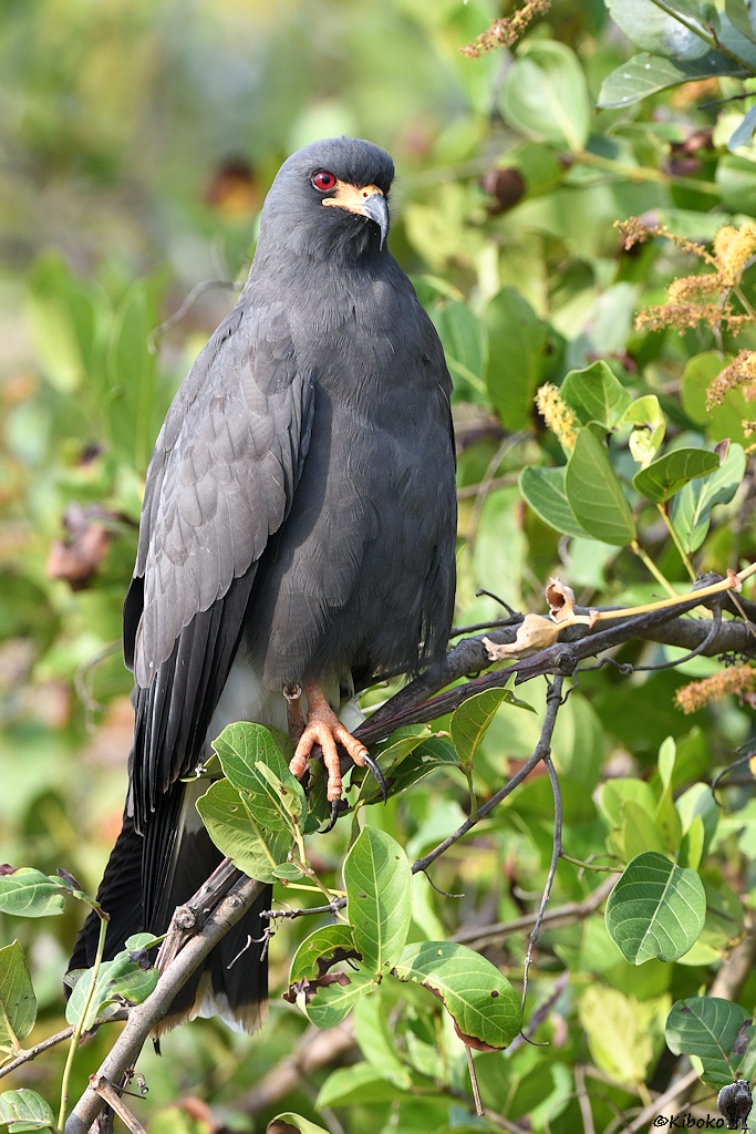 Schneckenweih auch Schneckenmilan (Snail Kite)

s1182 RioClaro SnailKite 8206 h