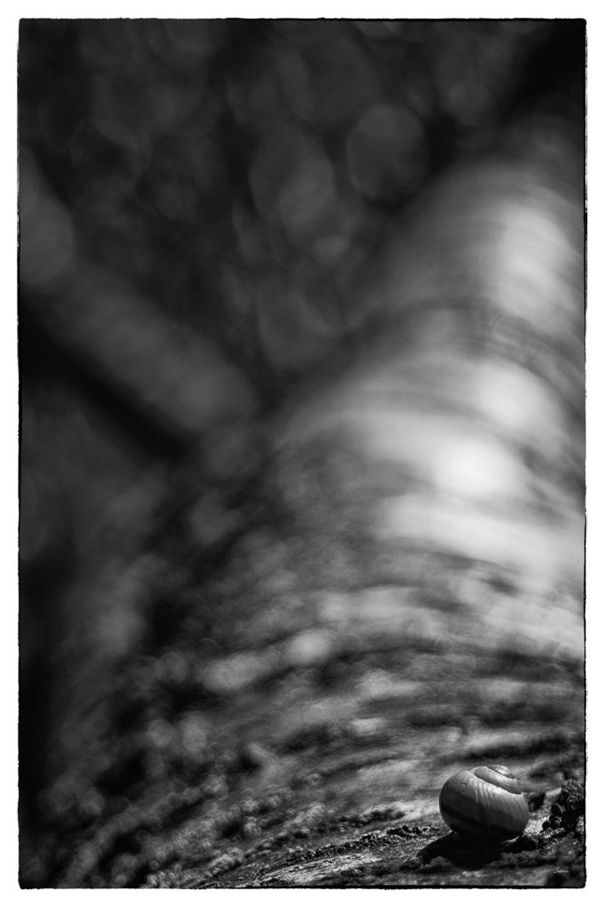 SchneckePZ1 2896