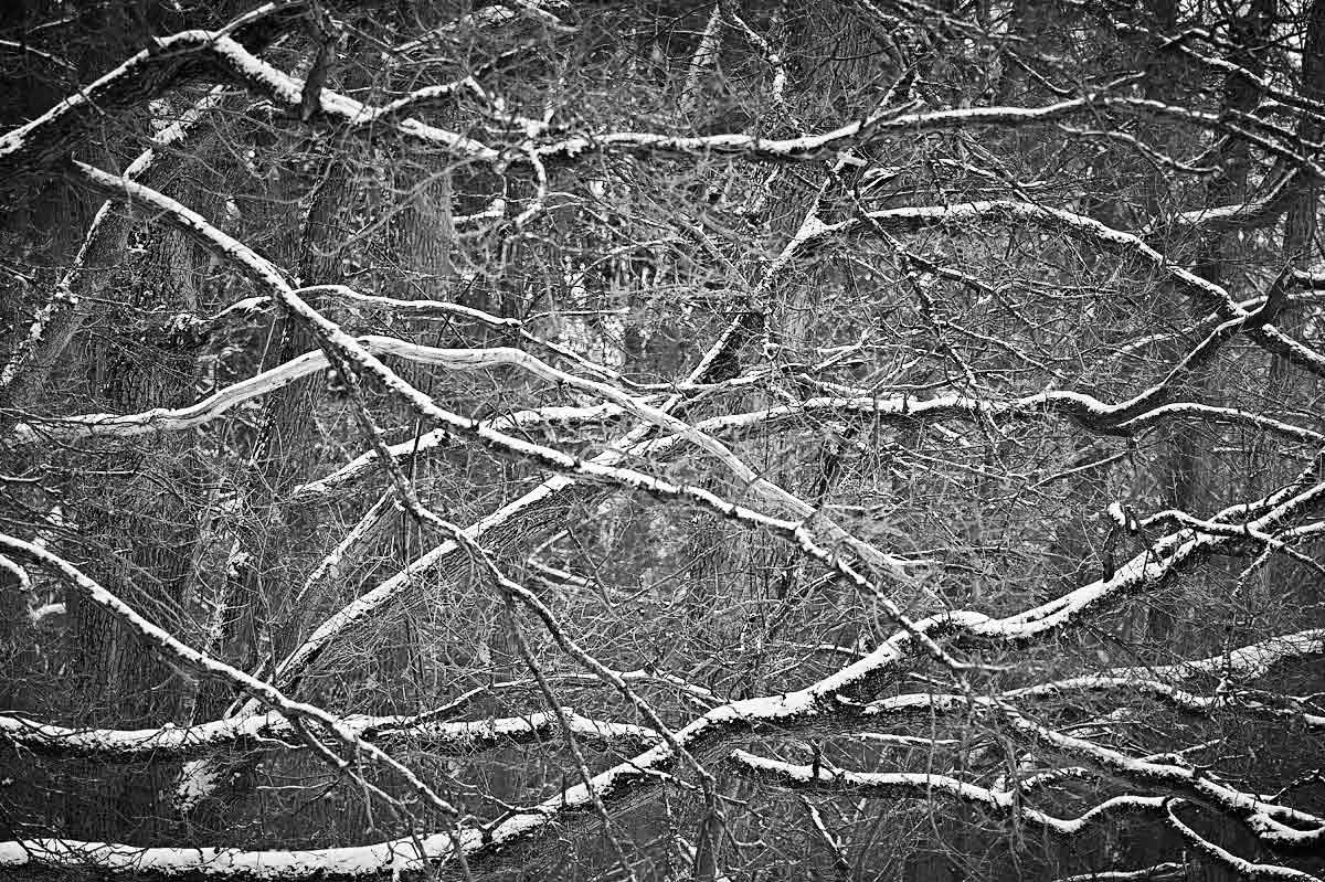 Schneeäste BW 1.jpg