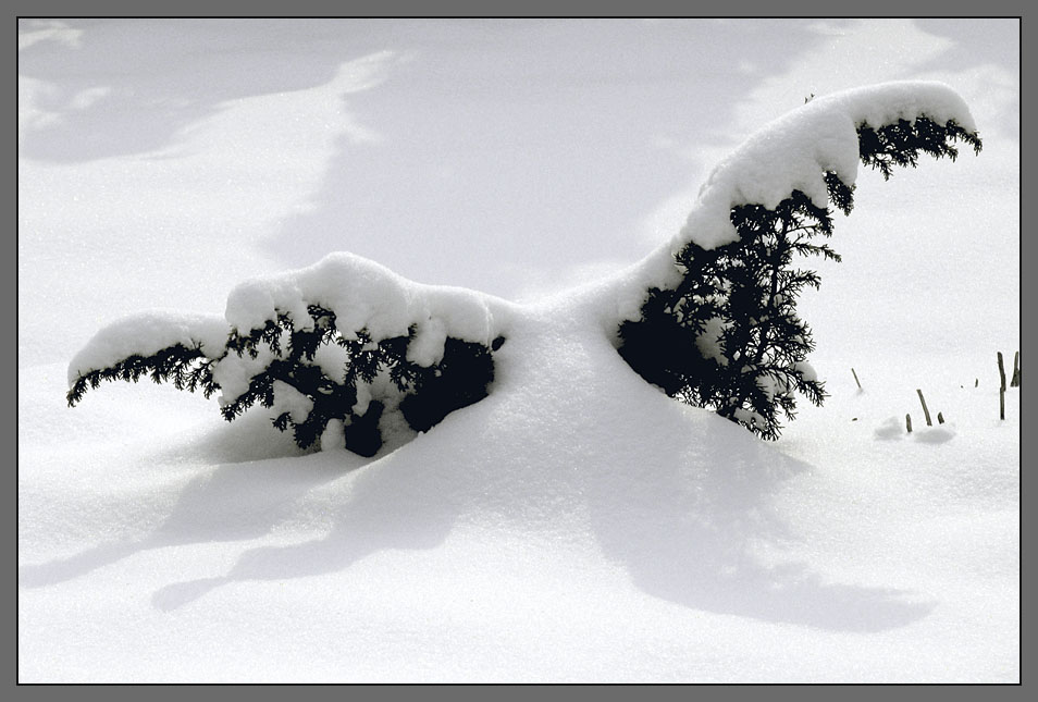 Schnee 5290