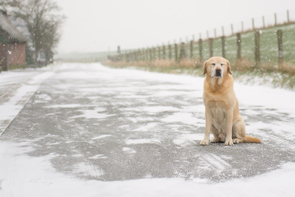 schnee am Deich 2016 0010 verkleinert