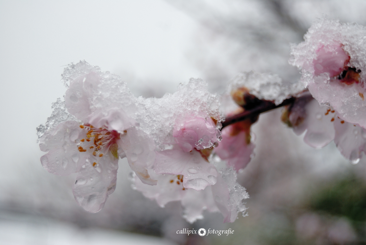 Schnee auf den Mandelblüten