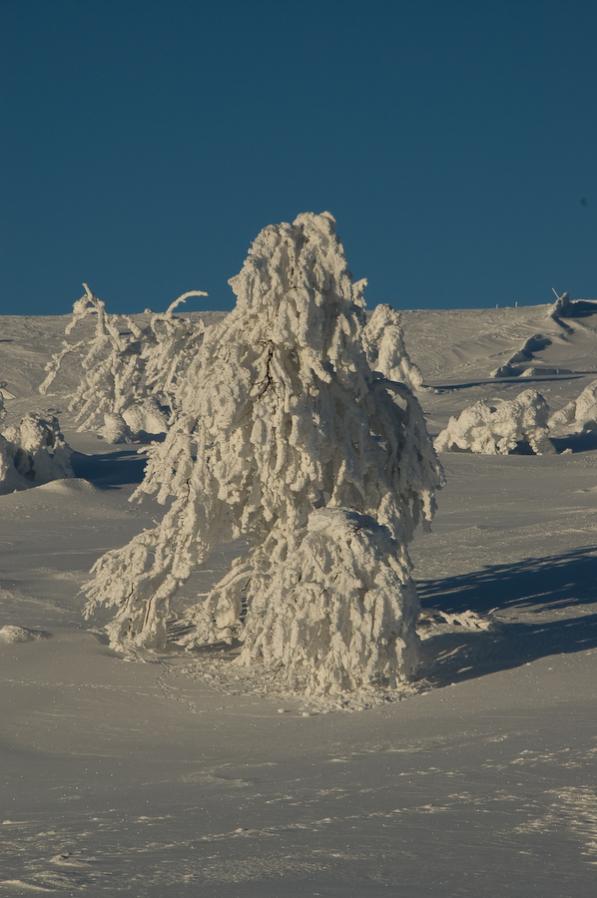 Schnee-Baum