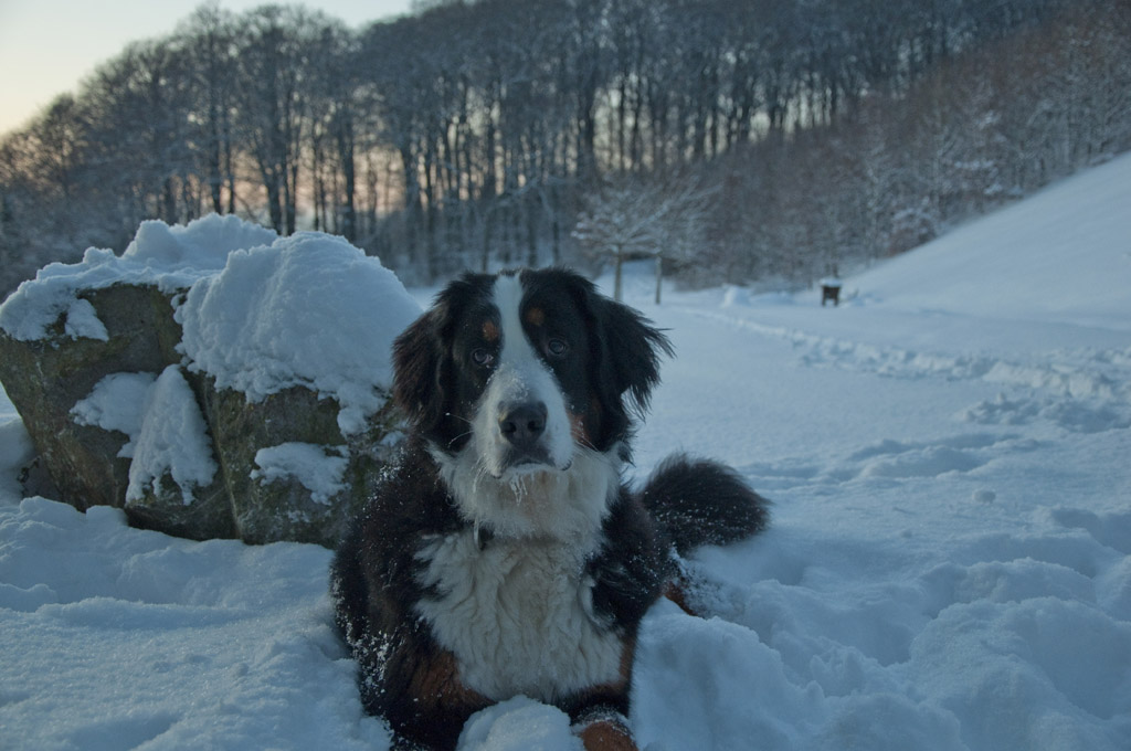 Schnee Ben