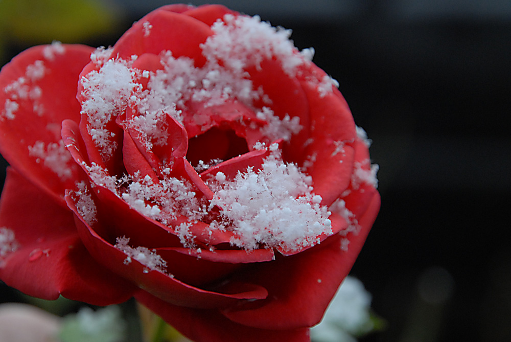 schnee der auf rosen faellt 01a