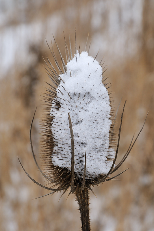 Schnee-Distel