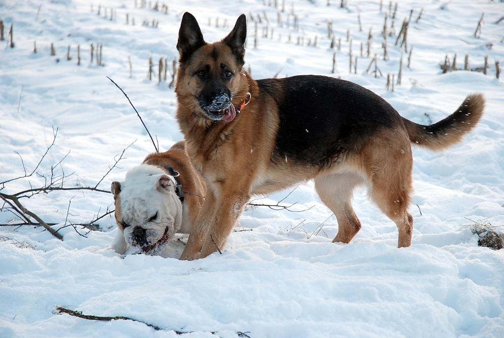 Schnee II