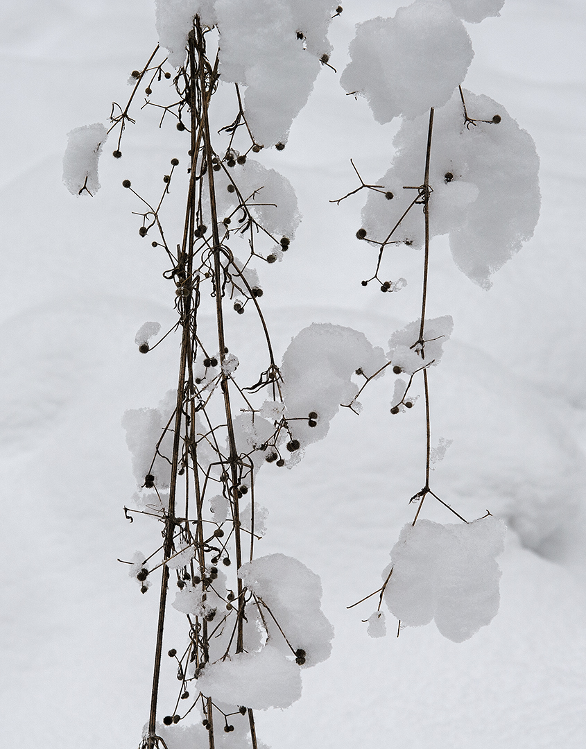 Schnee.jpg