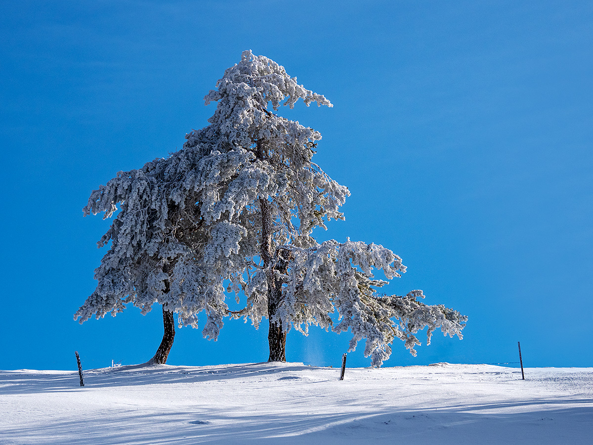 Schnee.jpg