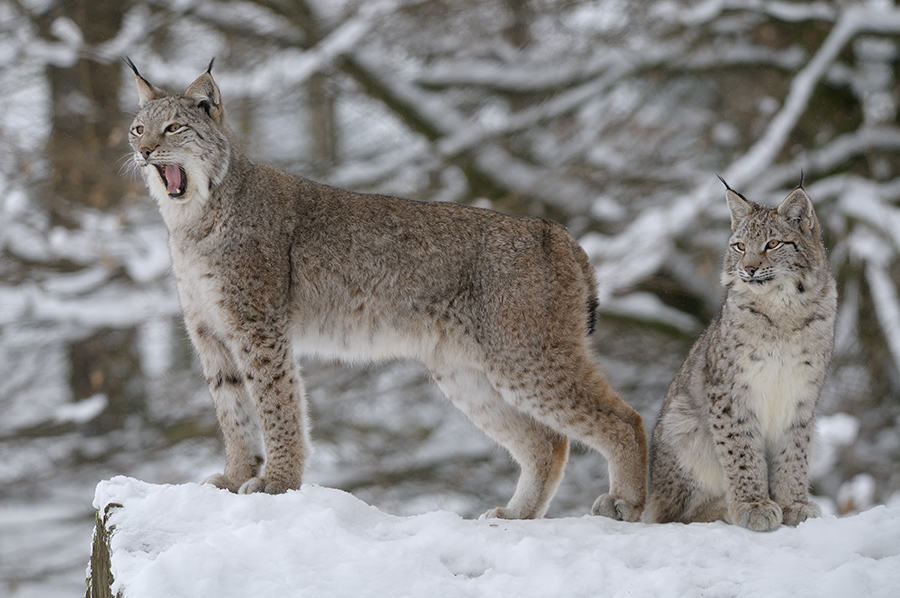 Schnee Luchskatze Luchsjung