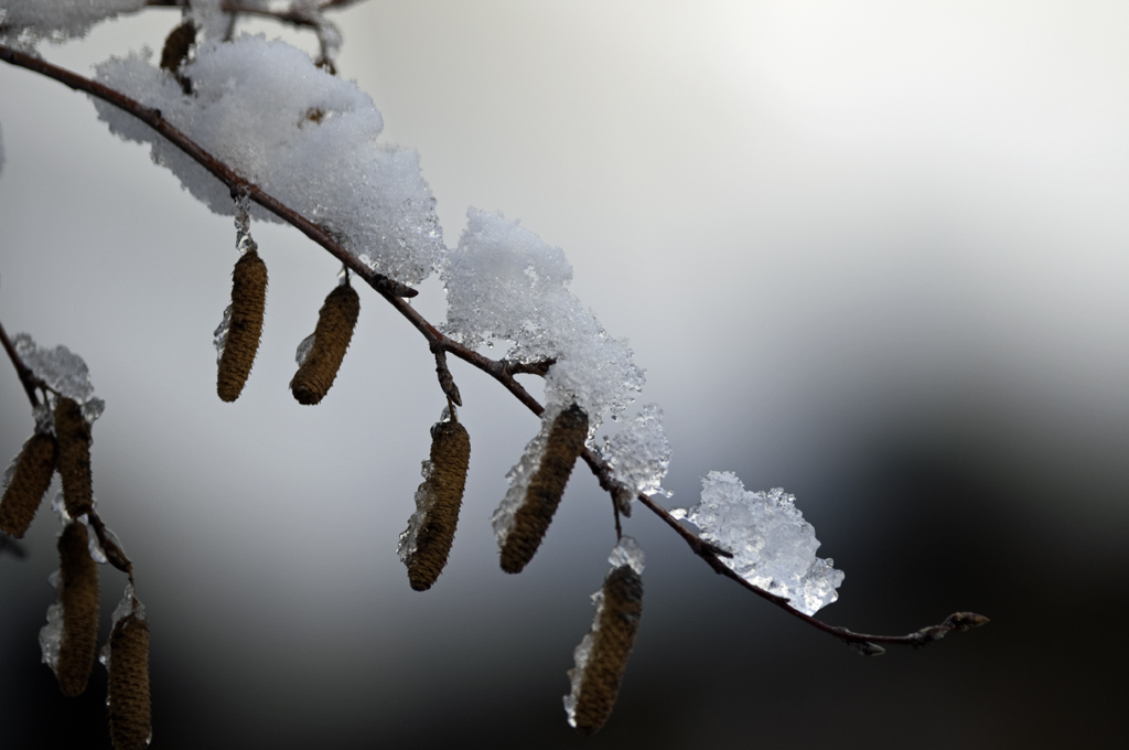 schnee raupen