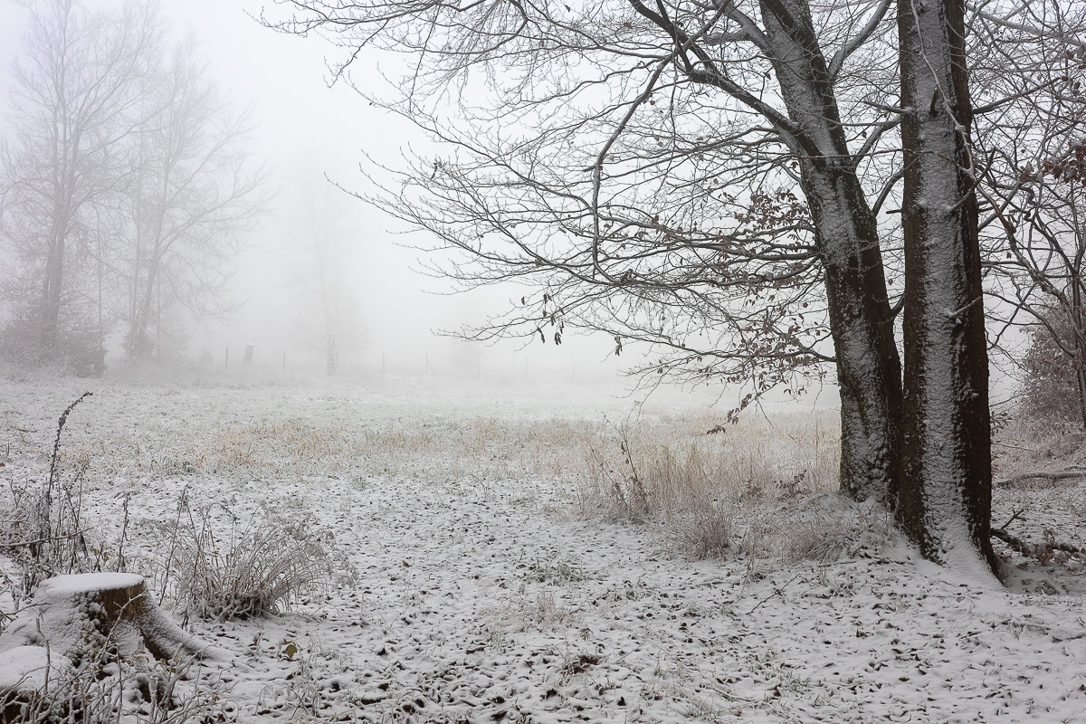 Schnee und Nebel im Rheingaugebirge