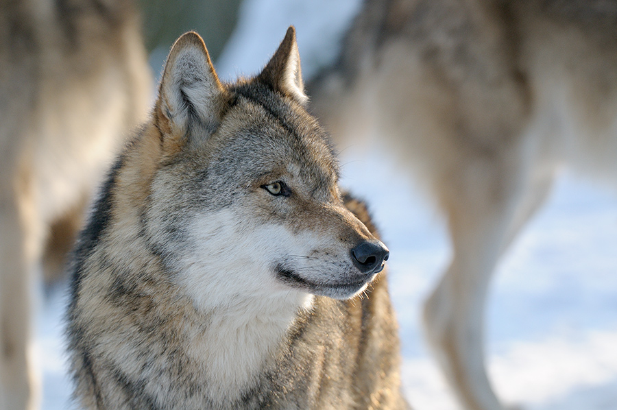 Schnee Wolf 9 web