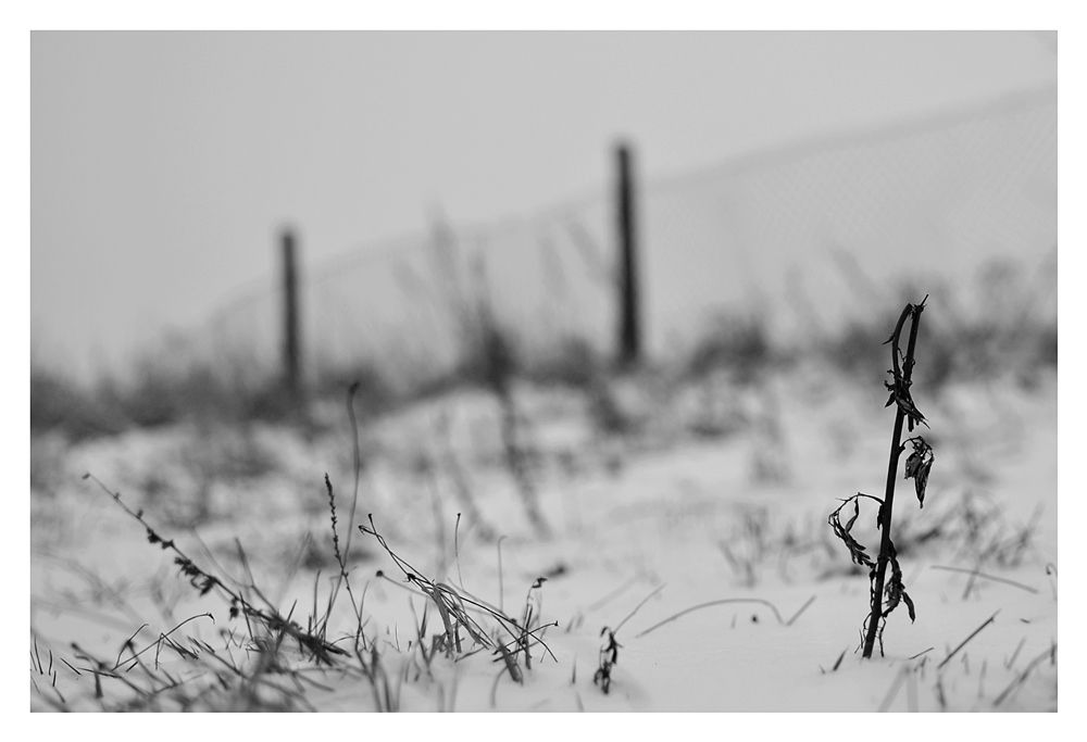 Schnee