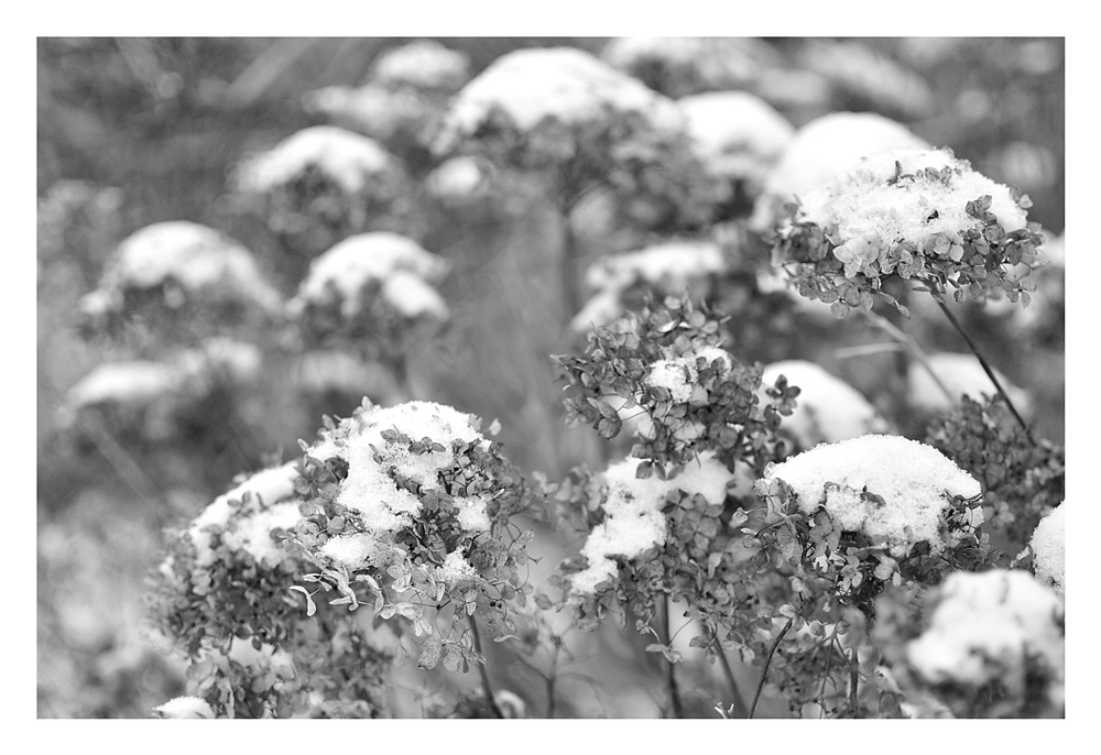 Schnee