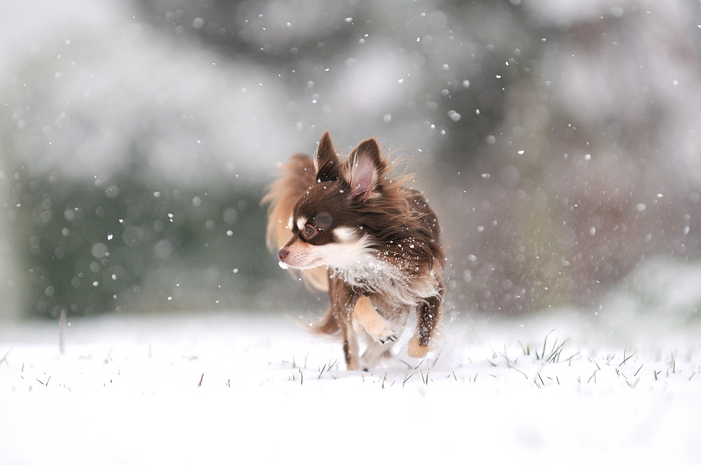 Schnee