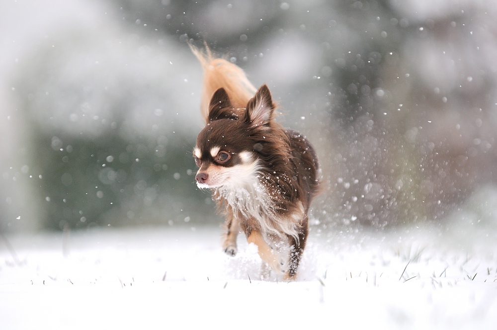 Schnee