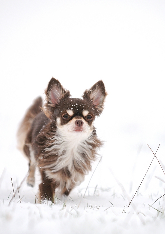 schnee