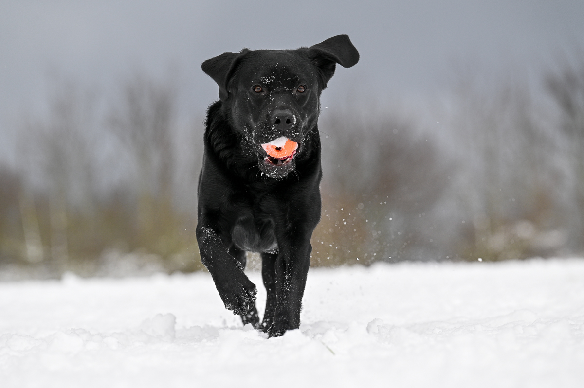 Schnee_-5.jpg
