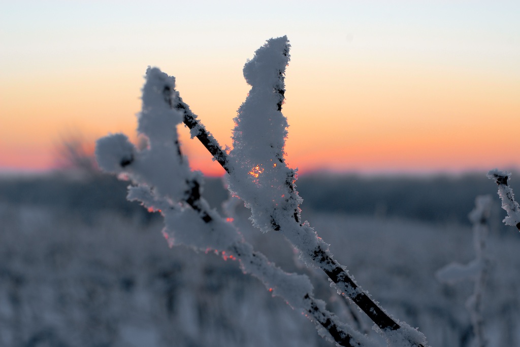 Schneeast neu