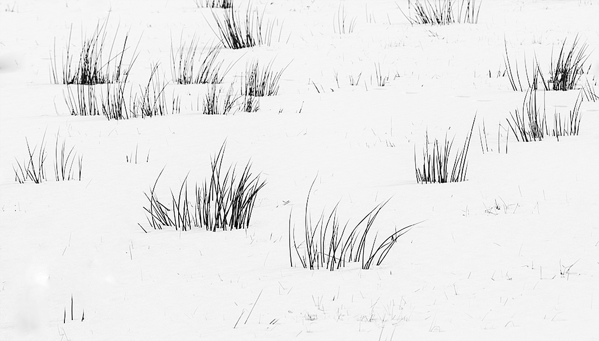 Schneebinsen 3