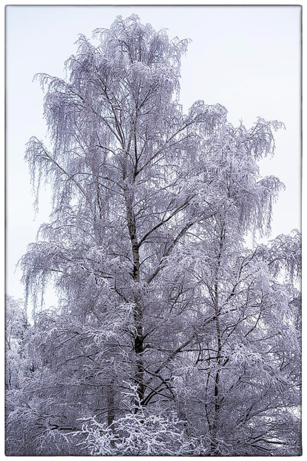 Schneebirke Farbe (1 von 1).JPG