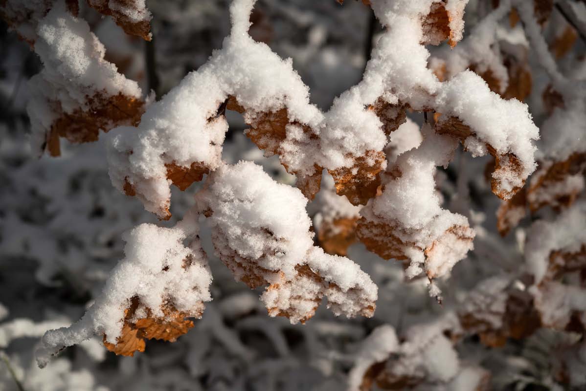 Schneeblätter.jpg