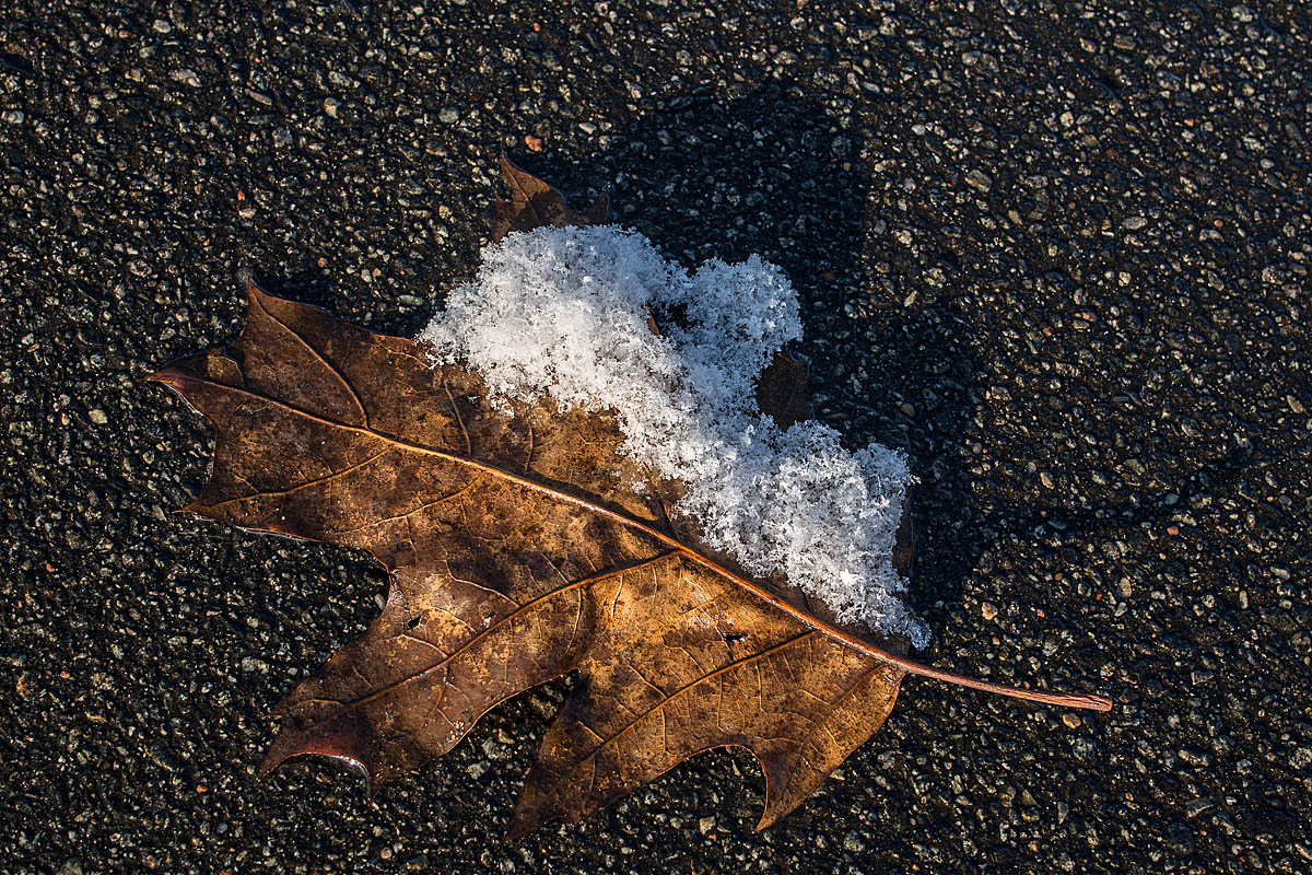 Schneeblatt