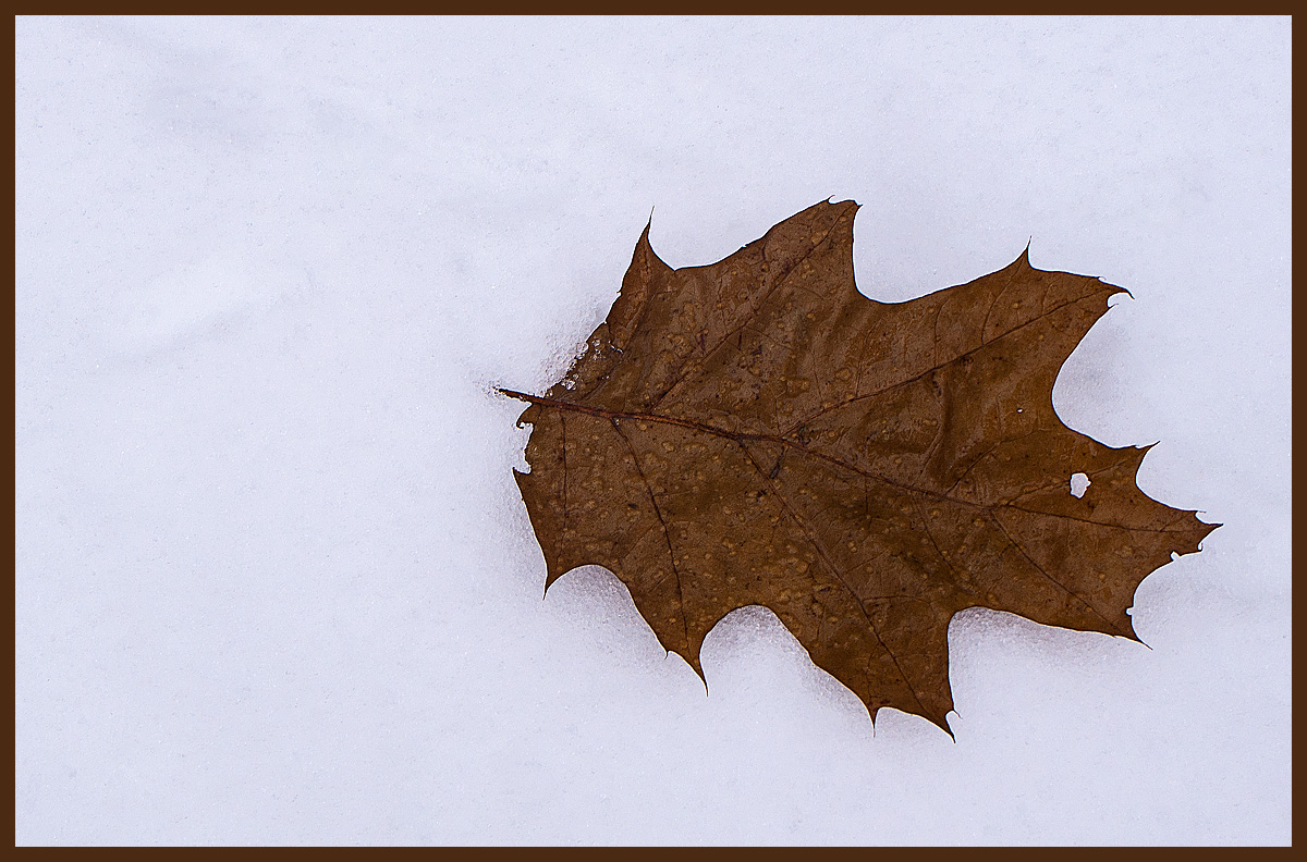 Schneeblatt