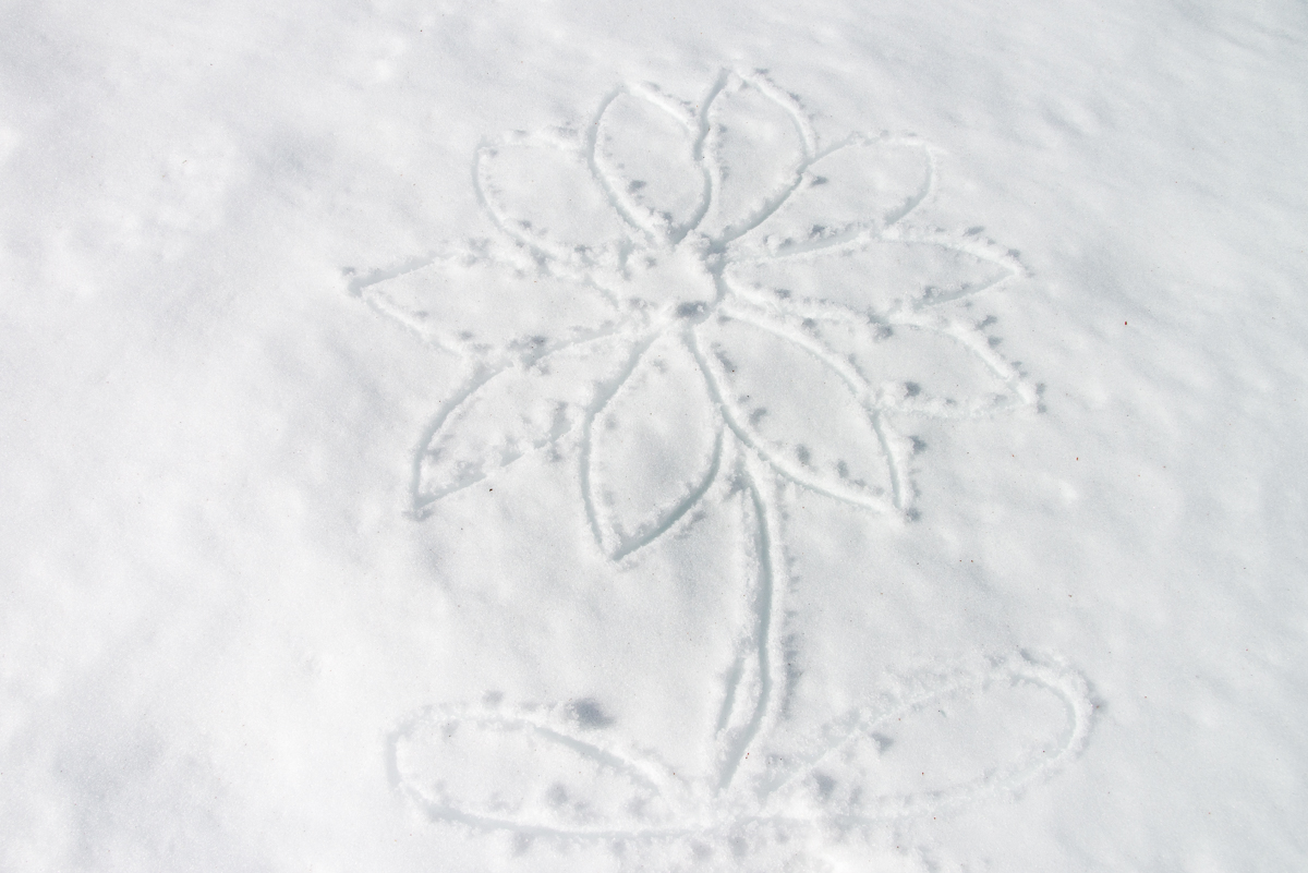 Schneeblume