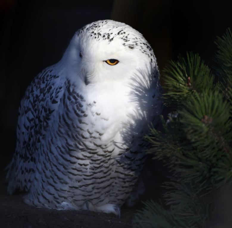 Schneeeule
