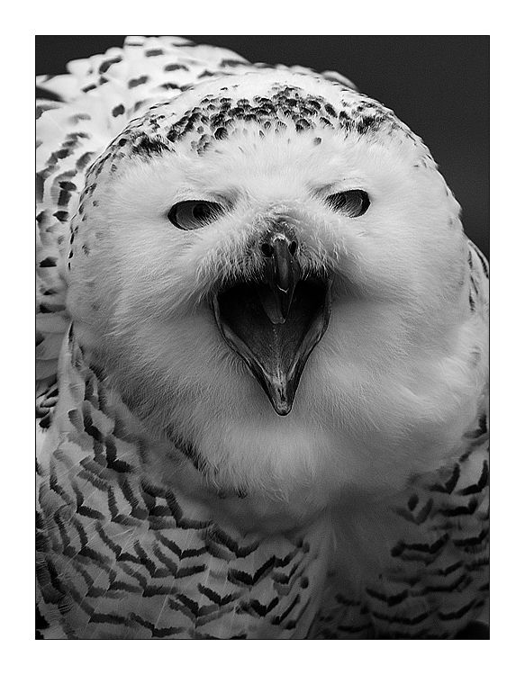 Schneeeule