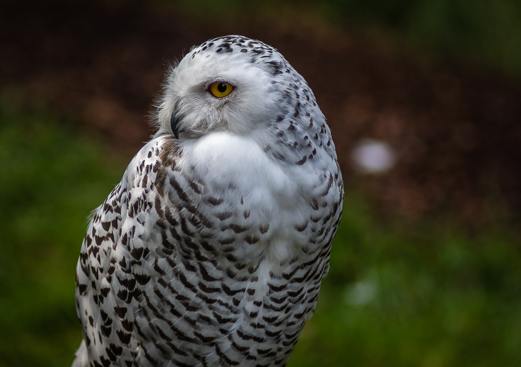 Schneeeule
