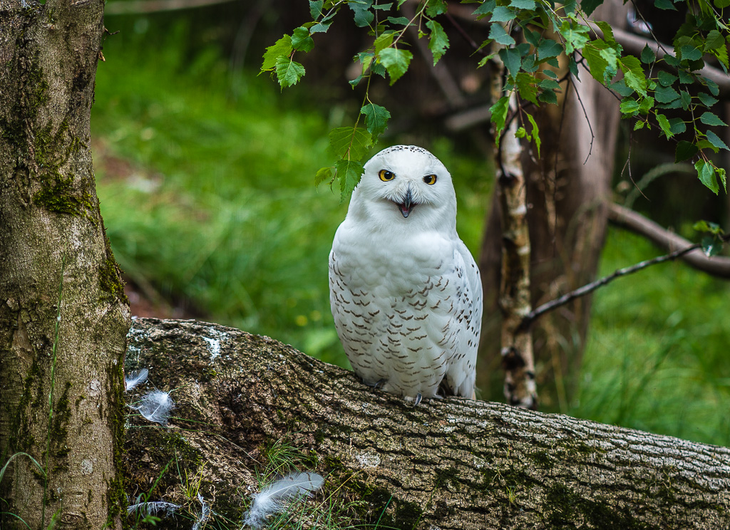 Schneeeule
