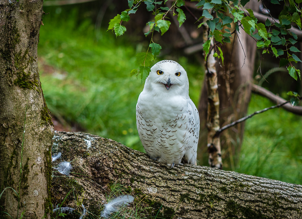 Schneeeule