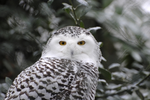 Schneeeule