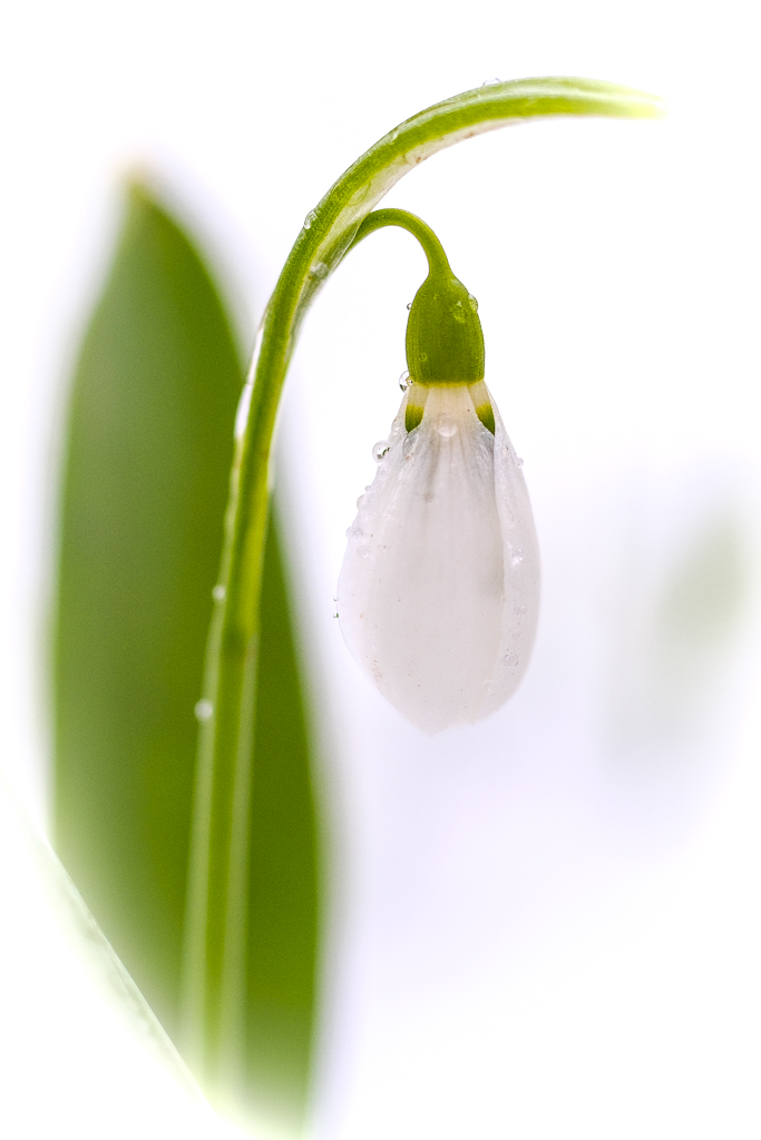Schneeglöckchen 9604