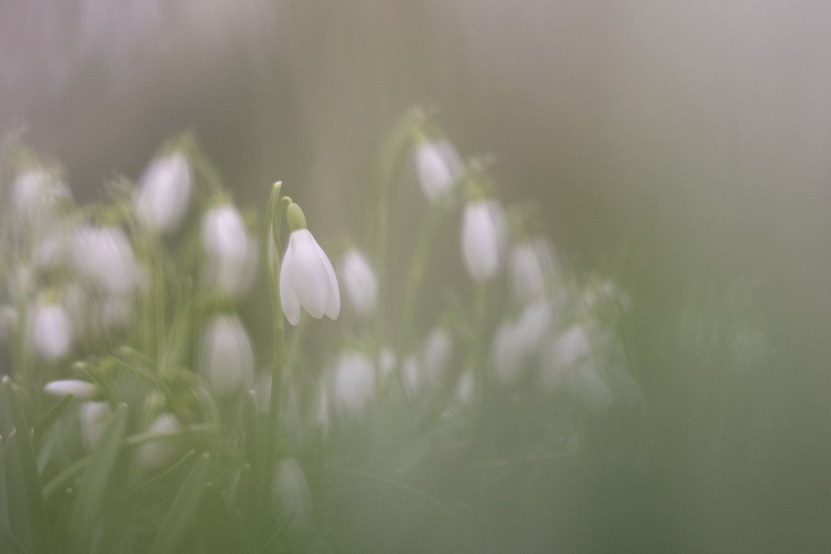 schneegloeckchen_02.jpg
