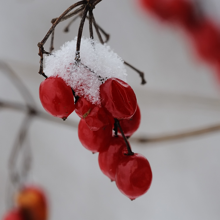 Schneehaube04