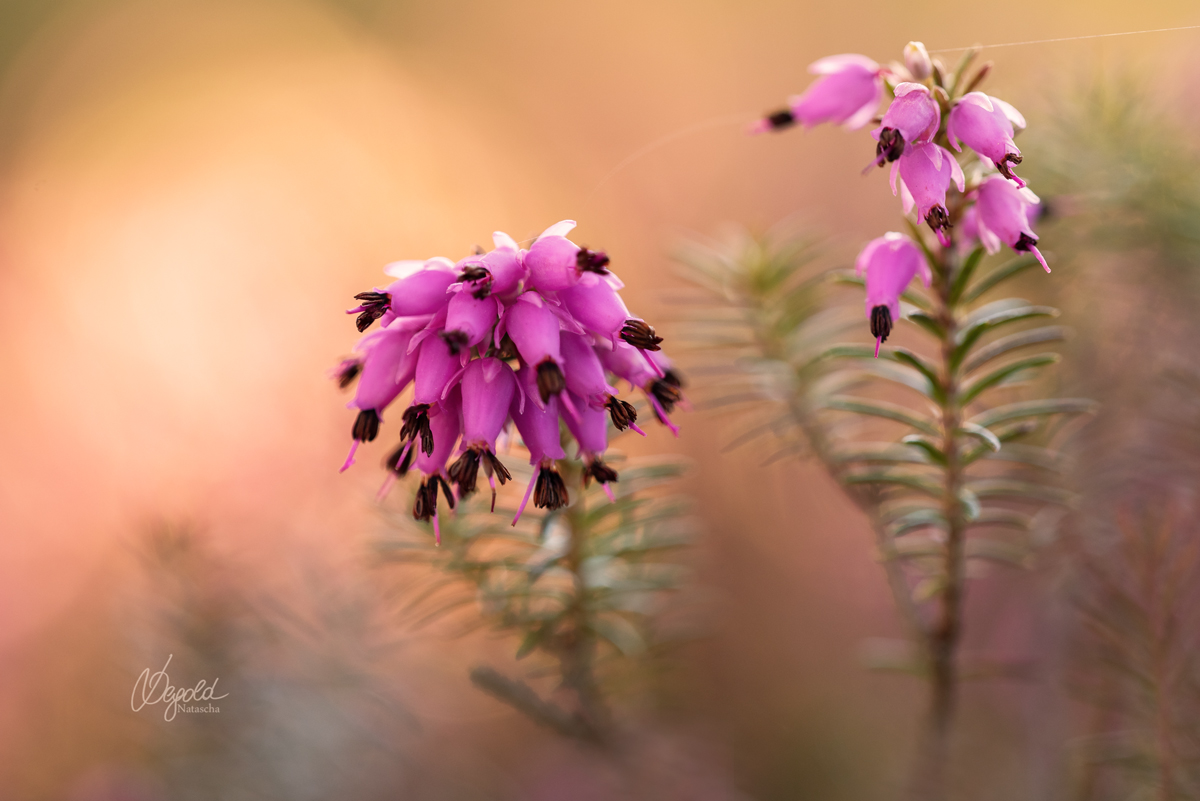 Schneeheide (Erica carnea)