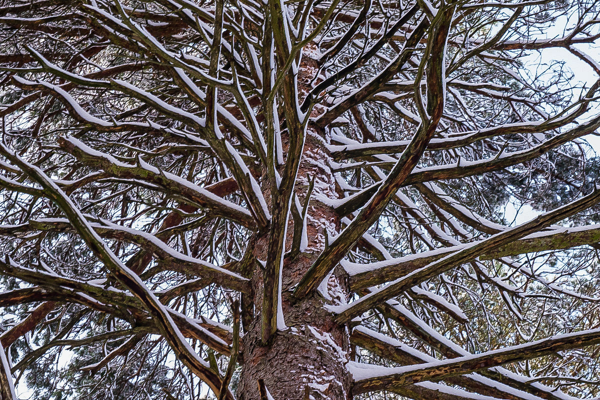 Schneekiefer Farbe (1 von 1).JPG