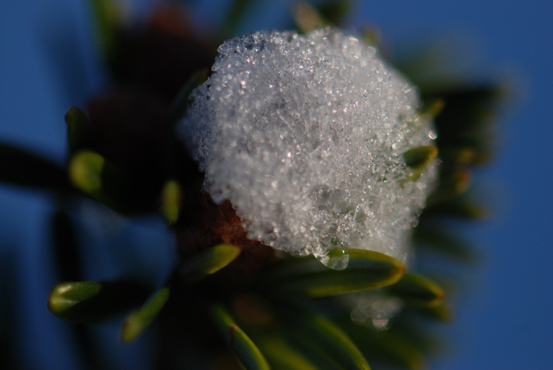 schneeknospe makro