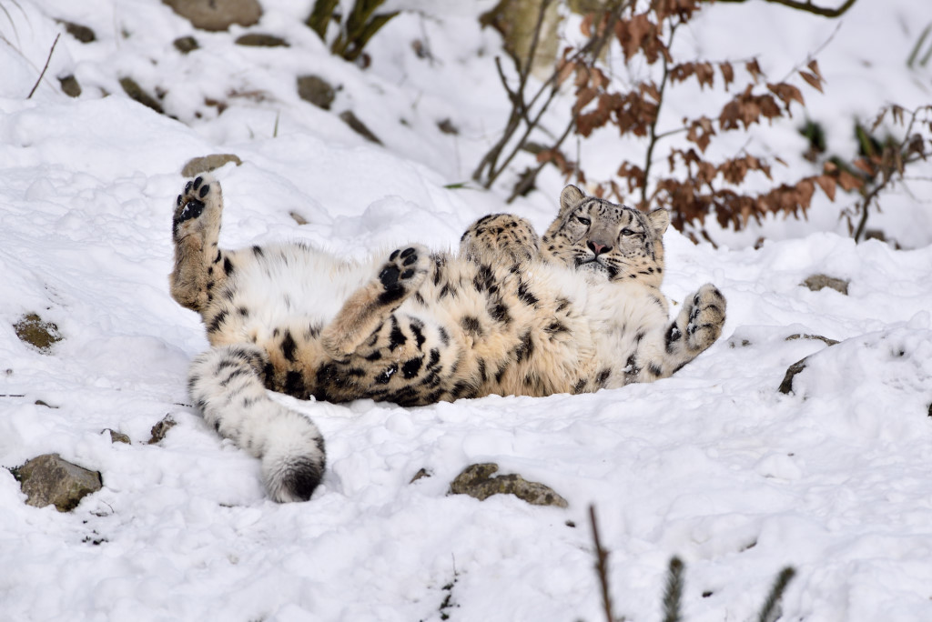 Schneeleopard 012016 2