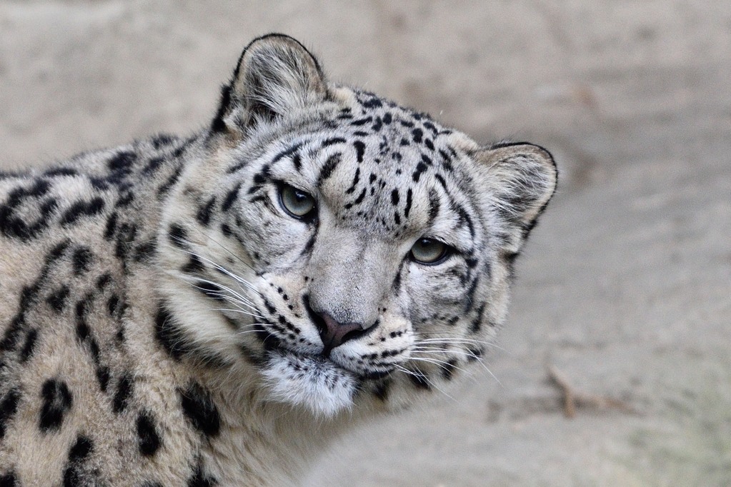Schneeleopard 122015 Crop